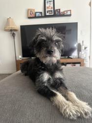 Lost Male Dog last seen Shenandoah Dr and Claremont Blvd Running south, Claremont, CA 91711