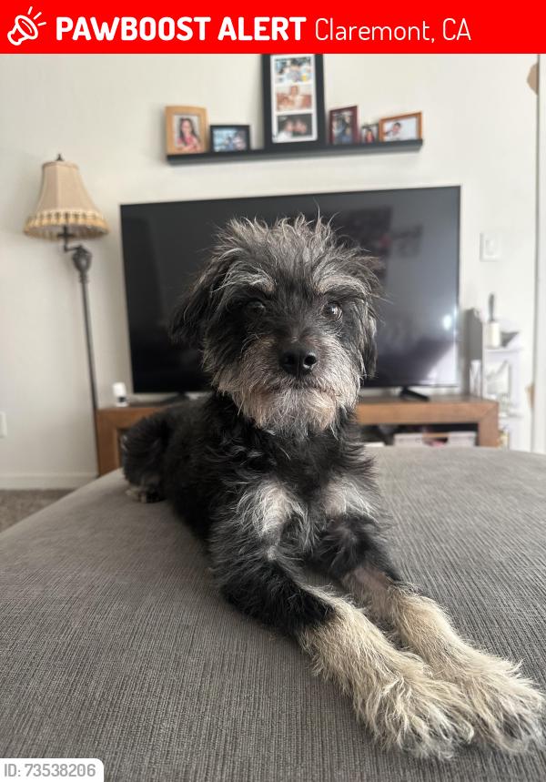 Lost Male Dog last seen Shenandoah Dr and Claremont Blvd Running south, Claremont, CA 91711