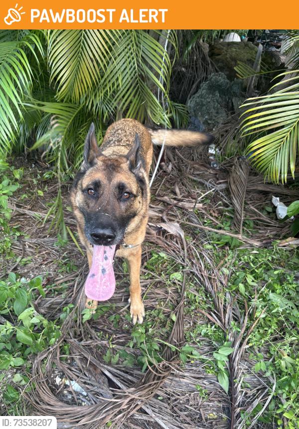 Found/Stray Male Dog last seen North Miami avenue, North Miami Beach, FL 33169