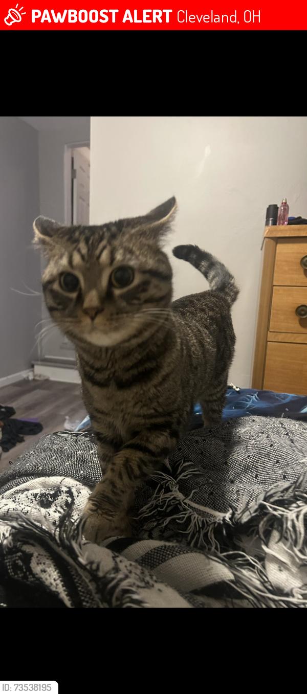 Lost Male Cat last seen union, Cleveland, OH 44104
