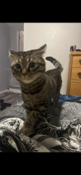 Lost Male Cat last seen union, Cleveland, OH 44104