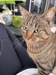 Found/Stray Male Cat last seen Atim creek dprings, Spruce Grove, AB 