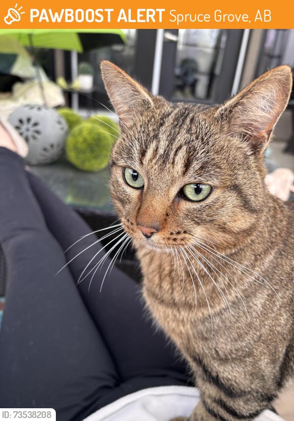 Found/Stray Male Cat last seen Atim creek dprings, Spruce Grove, AB 