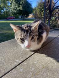 Reunited Unknown Cat last seen Highview park, Louisville, KY 40228