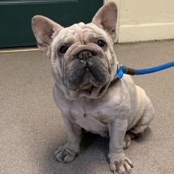 Shelter Stray Female Dog last seen , 361 S Raymond Ave, Pasadena, CA 91105, USA