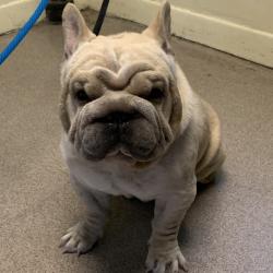 Shelter Stray Male Dog last seen , 361 S Raymond Ave, Pasadena, CA 91105, USA