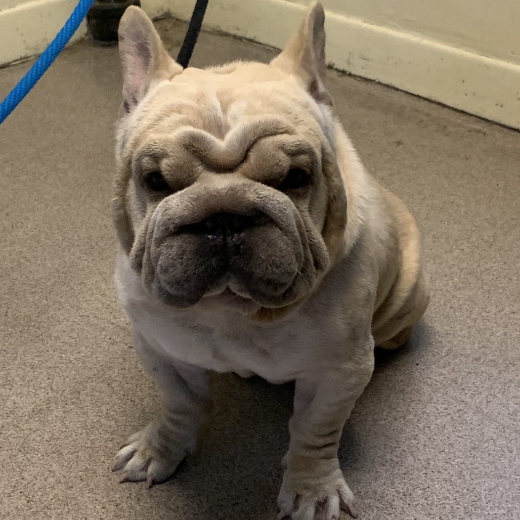 Shelter Stray Male Dog last seen , 361 S Raymond Ave, Pasadena, CA 91105, USA