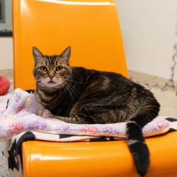Shelter Stray Female Cat last seen , 361 S Raymond Ave, Pasadena, CA 91105, USA