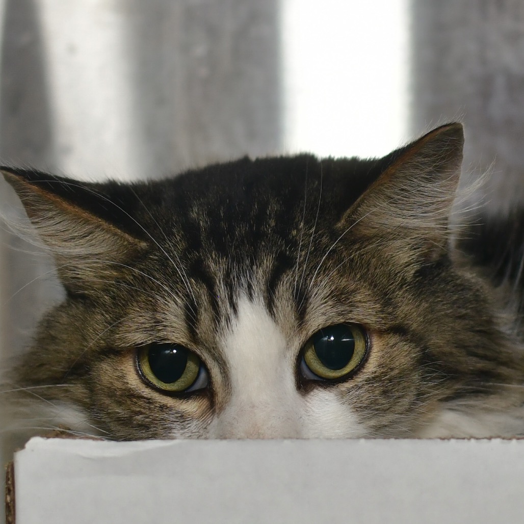 Shelter Stray Male Cat last seen , 3173 K-68 Hwy, Ottawa, KS 66067, USA