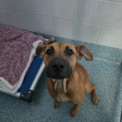 Shelter Stray Female Dog last seen , 980 Guilford College Rd, Greensboro, NC 27409, USA