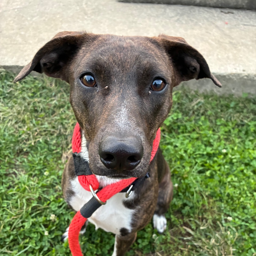 Shelter Stray Female Dog last seen , Animal Care & Control Team of Philly, 111 W Hunting Park Ave, Philadelphia, PA 19140, USA