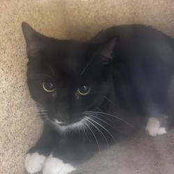 Shelter Stray Male Cat last seen , Animal Care & Control Team of Philly, 111 W Hunting Park Ave, Philadelphia, PA 19140, USA