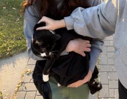 Reunited Male Cat last seen Portage and Moray, Winnipeg, MB R3J 3A9