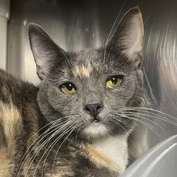 Shelter Stray Female Cat last seen , 4575 E Mesquite Ave, Palm Springs, CA 92264, USA