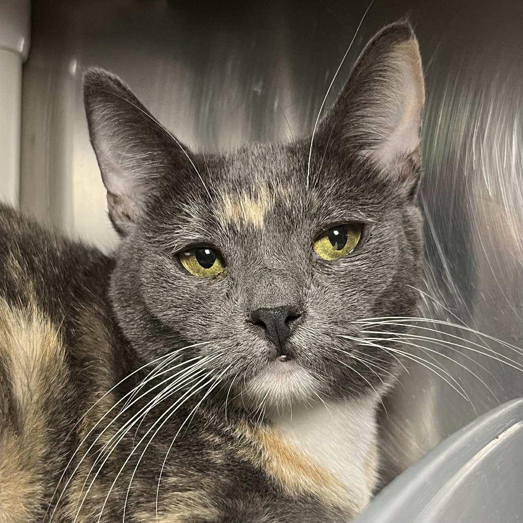 Shelter Stray Female Cat last seen , 4575 E Mesquite Ave, Palm Springs, CA 92264, USA