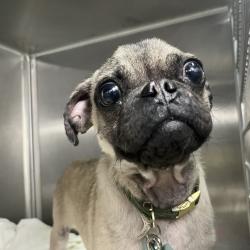 Shelter Stray Male Dog last seen , 4575 E Mesquite Ave, Palm Springs, CA 92264, USA