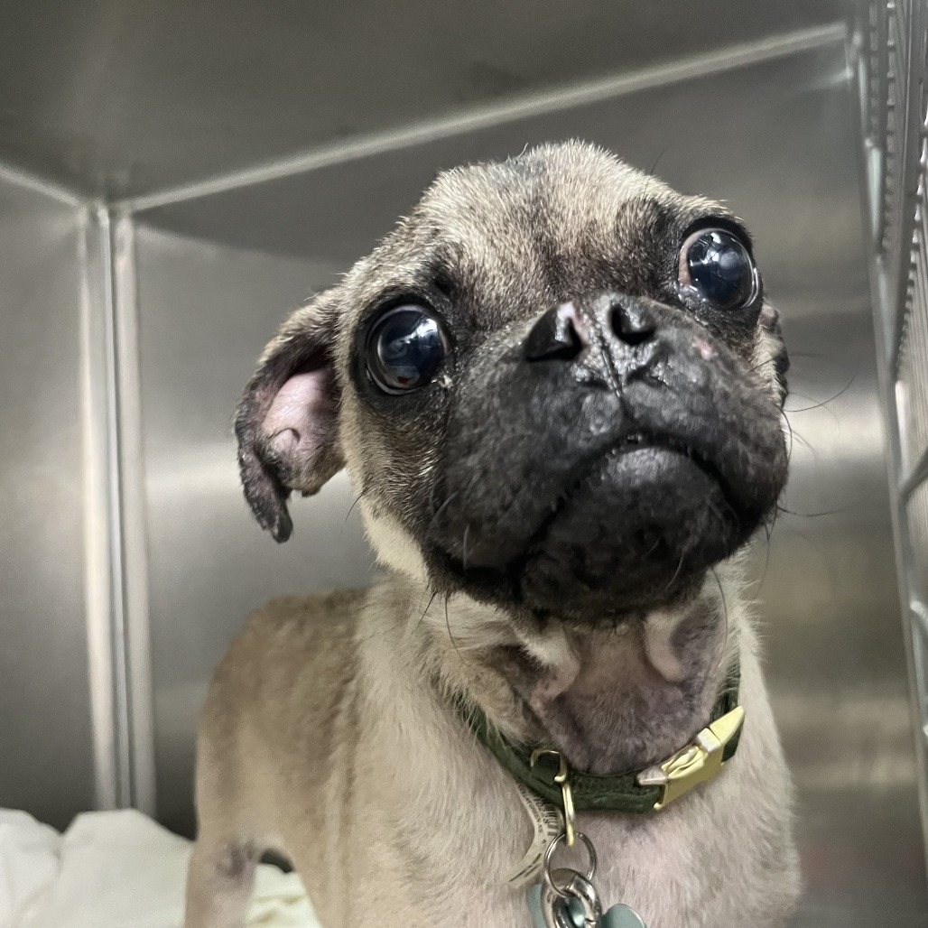 Shelter Stray Male Dog last seen , 4575 E Mesquite Ave, Palm Springs, CA 92264, USA
