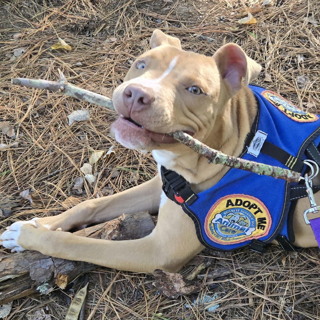 Shelter Stray Male Dog last seen , 328 Furman Hall Rd, Greenville, SC 29609, USA