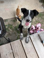 Found/Stray Female Dog last seen Briley, Houston, TX 77004