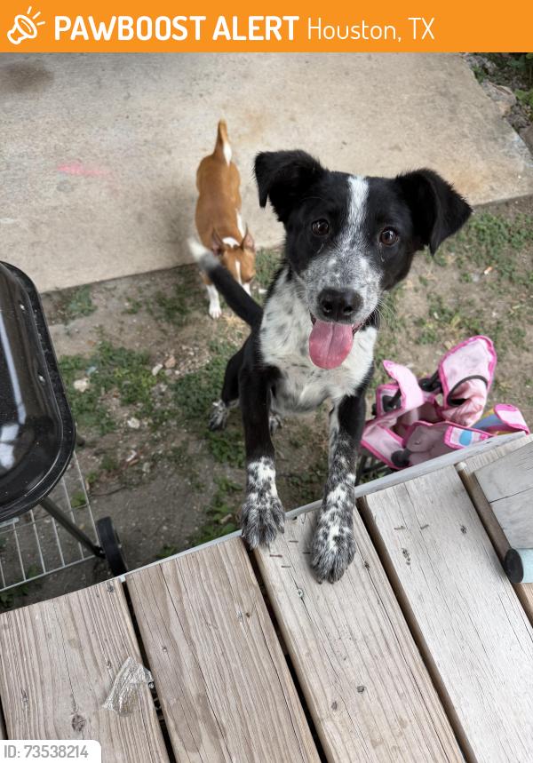 Found/Stray Female Dog last seen Briley, Houston, TX 77004