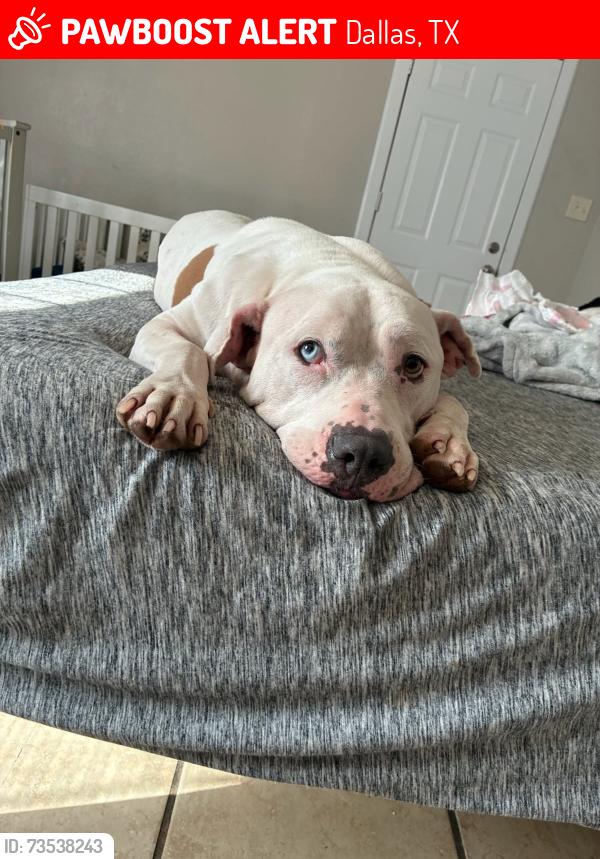 Lost Male Dog last seen Dolphin & I-30, Dallas, TX 75223