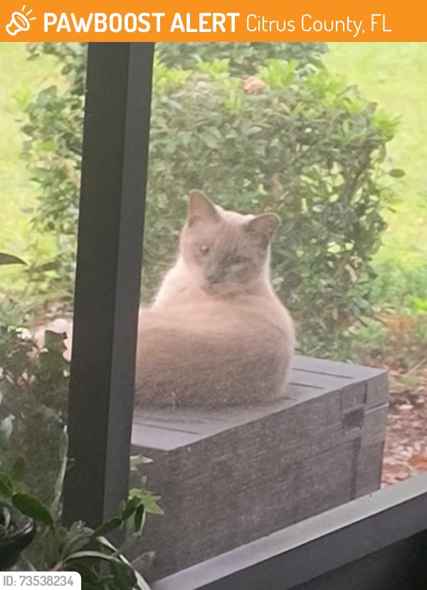 Found/Stray Unknown Cat last seen Meadowcrest and Lexington, Citrus County, FL 34461