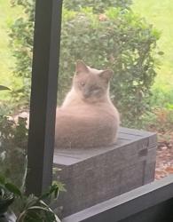 Found/Stray Unknown Cat last seen Meadowcrest and Lexington, Citrus County, FL 34461