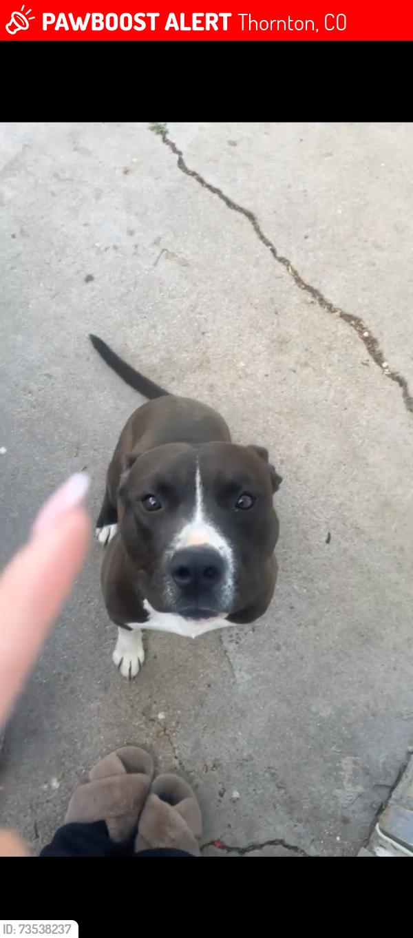 Lost Male Dog last seen 120th dutch bros, canes, Thornton, CO 80233