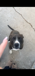 Lost Male Dog last seen 120th dutch bros, canes, Thornton, CO 80233