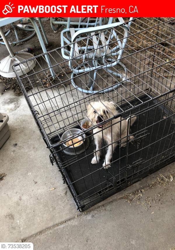 Lost Male Dog last seen Between Glen and Blackstone, Fresno, CA 93704