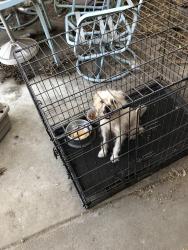 Lost Male Dog last seen Between Glen and Blackstone, Fresno, CA 93704