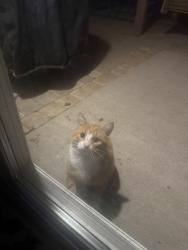 Found/Stray Unknown Cat last seen Hagadorn & Howell, Mason, MI 48854