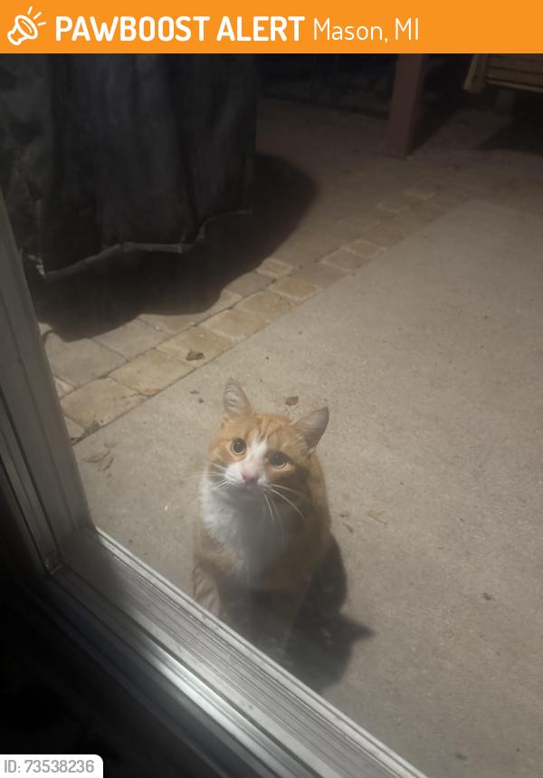 Found/Stray Unknown Cat last seen Hagadorn & Howell, Mason, MI 48854