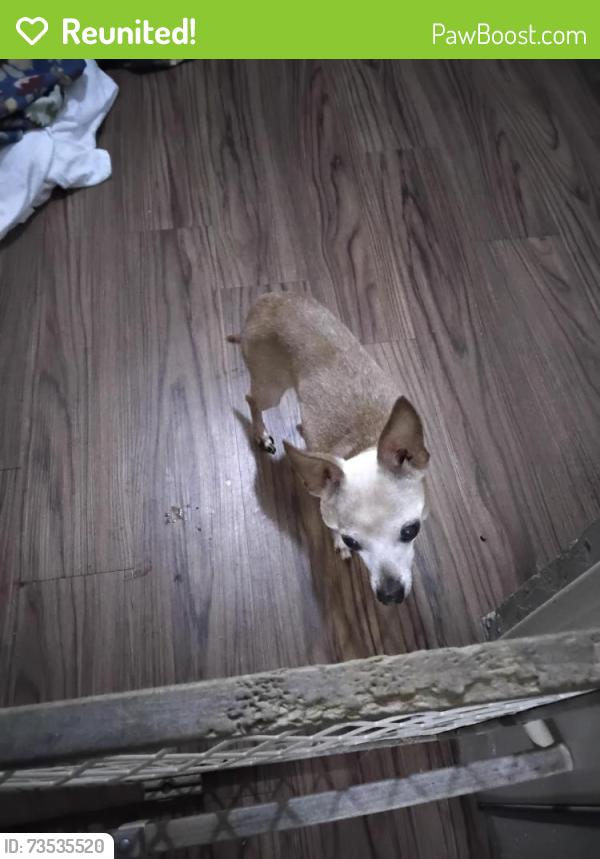Reunited Female Dog last seen Goliath st & Yellow jacket, Rockwall, TX 75087