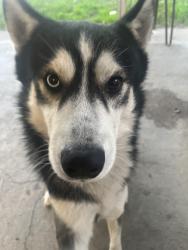 Lost Male Dog last seen Near pacoima middle school, Los Angeles, CA 91331