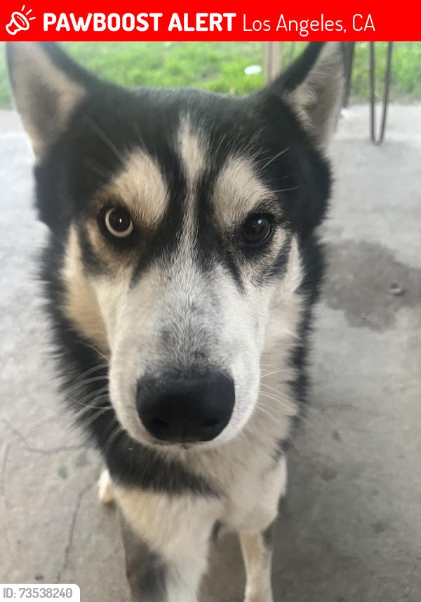 Lost Male Dog last seen Near pacoima middle school, Los Angeles, CA 91331