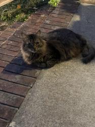 Found/Stray Unknown Cat last seen Camden Place, Dunn, NC 28334