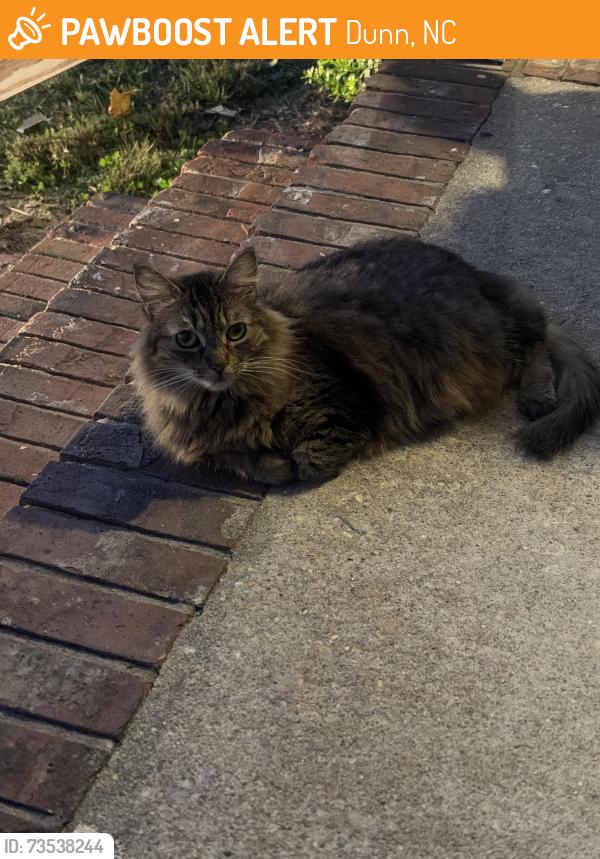 Found/Stray Unknown Cat last seen Camden Place, Dunn, NC 28334