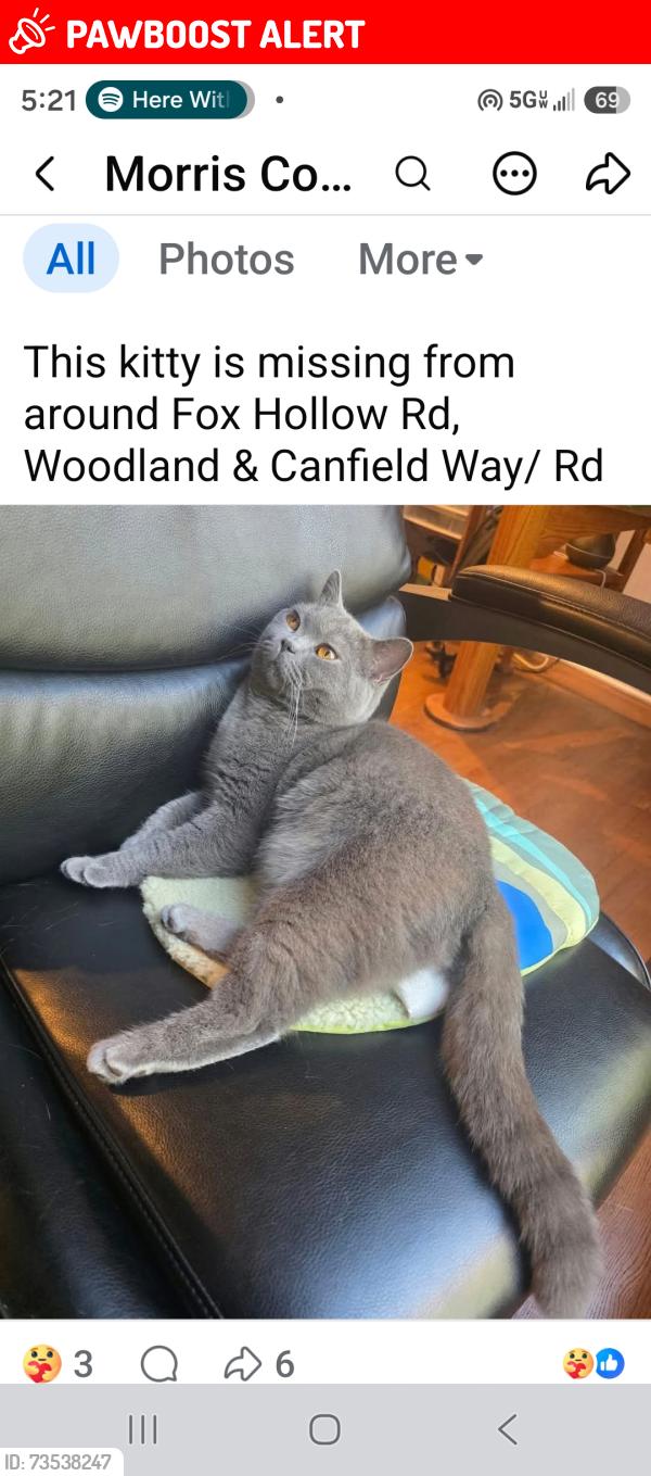 Lost Male Cat last seen Woodland, Morris Township, NJ 07960
