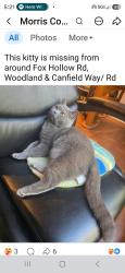 Lost Male Cat last seen Woodland, Morris Township, NJ 07960