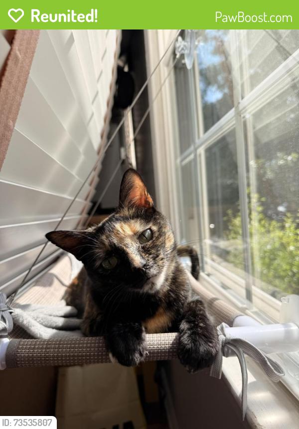 Reunited Female Cat last seen Bedford park, Arlington, VA 22201