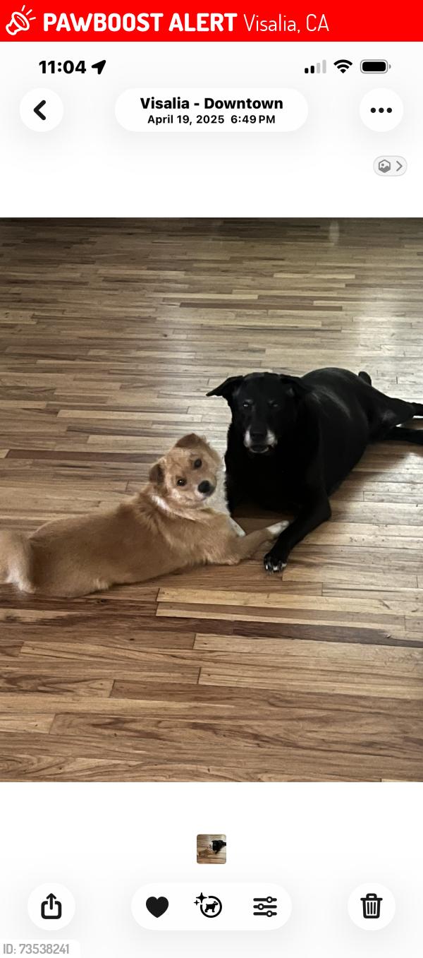 Lost Female Dog last seen I live across the street from seven Oaks Park and dog park Edison and Laurel Avenue, Visalia, CA 93292