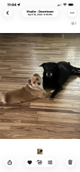 Lost Female Dog last seen I live across the street from seven Oaks Park and dog park Edison and Laurel Avenue, Visalia, CA 93292