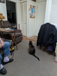 Reunited Female Cat last seen Wildwood elementary, Piedmont, CA 94610
