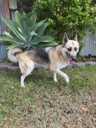 Found/Stray Female Dog last seen First avenue, Chula Vista, CA 91910