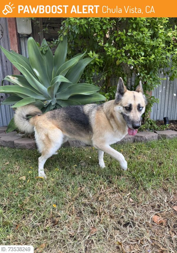 Found/Stray Female Dog last seen First avenue, Chula Vista, CA 91910