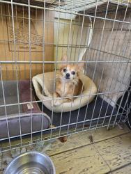 Found/Stray Female Dog last seen Near and 62, Climax, NC 27233
