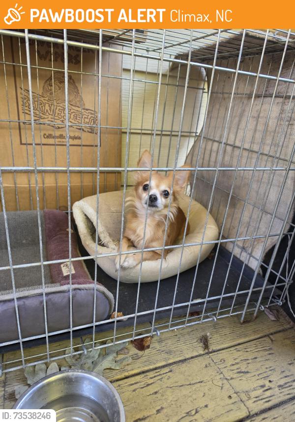 Found/Stray Female Dog last seen Near and 62, Climax, NC 27233