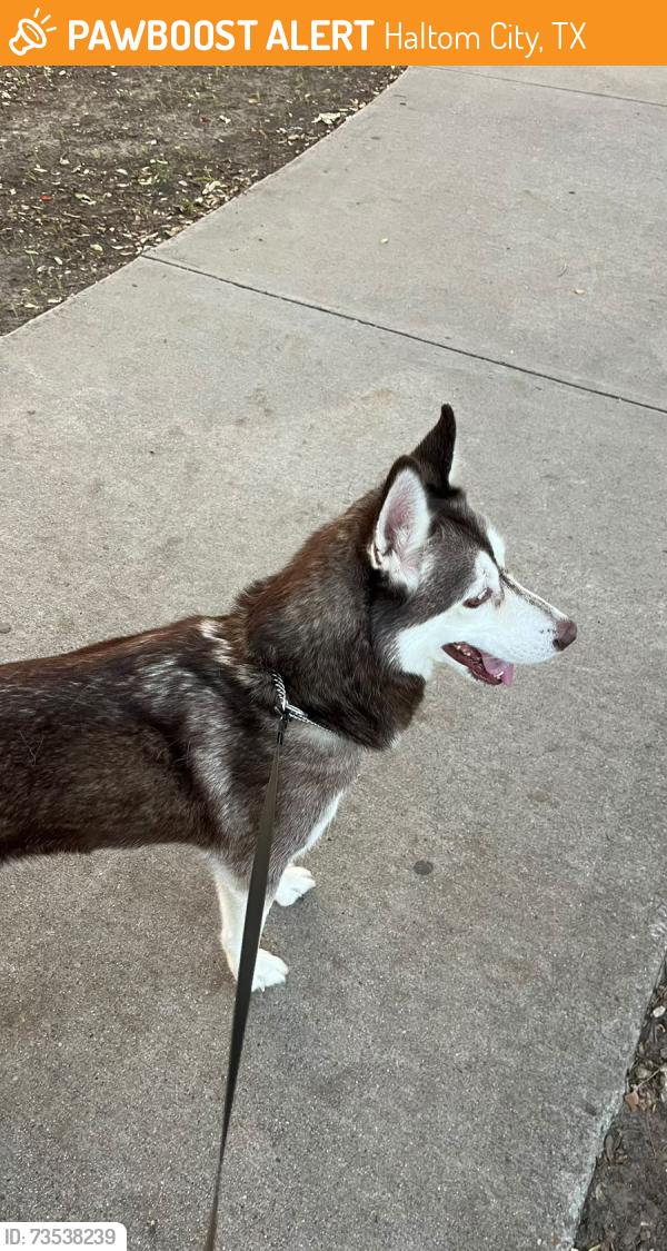 Found/Stray Male Dog last seen David Dr and NE 28th St, Haltom City, TX 76111