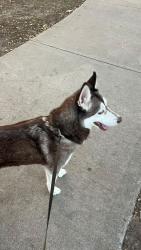 Found/Stray Male Dog last seen David Dr and NE 28th St, Haltom City, TX 76111
